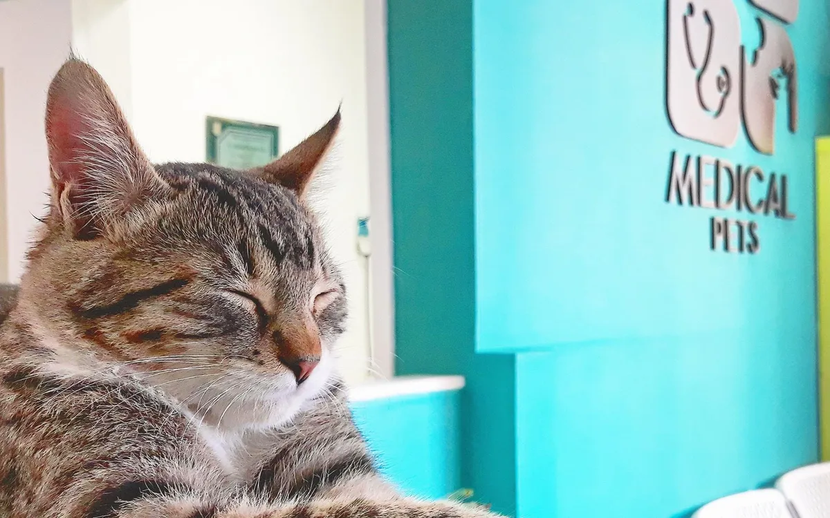 Gato descansando en la recepción de Medical Pets