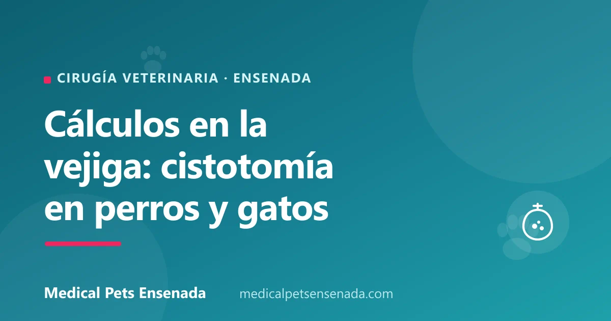 Cálculos en la vejiga de perros y gatos: cuándo se opera