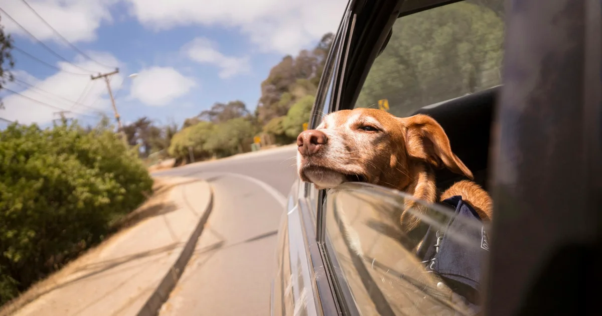 Bringing a dog into the United States