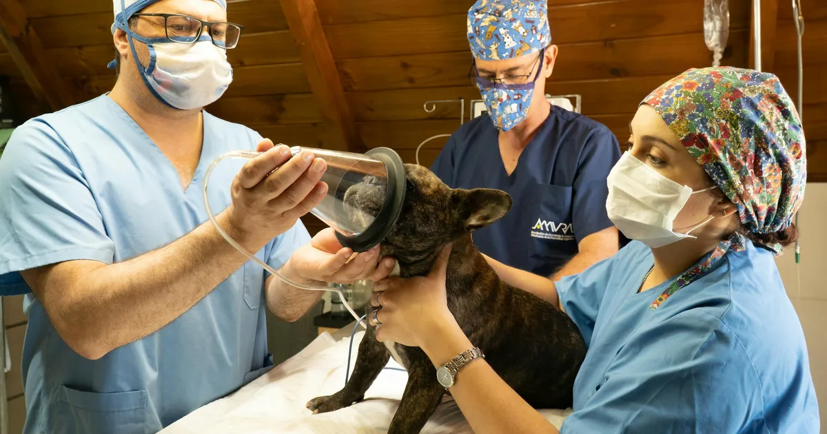 Spaying Dogs and Cats: When, Risks, and Benefits