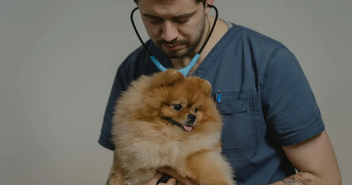 Heartworm (Dirofilaria): How to Protect Your Pet