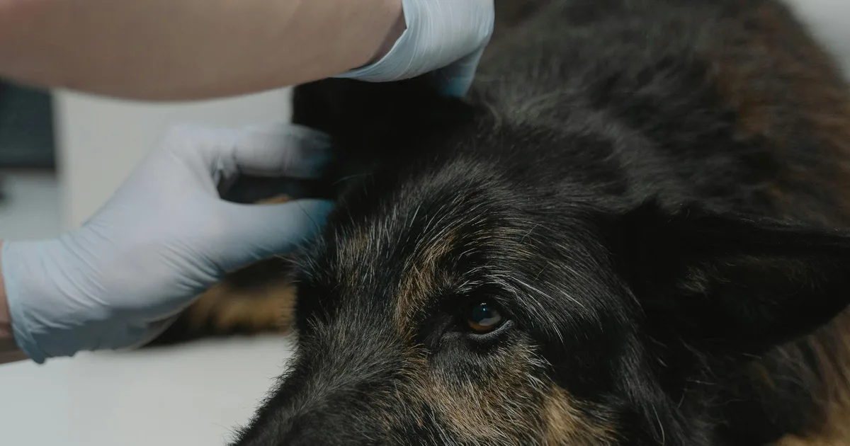 Care for Senior Dogs Over 7 Years: Canine Geriatrics Guide