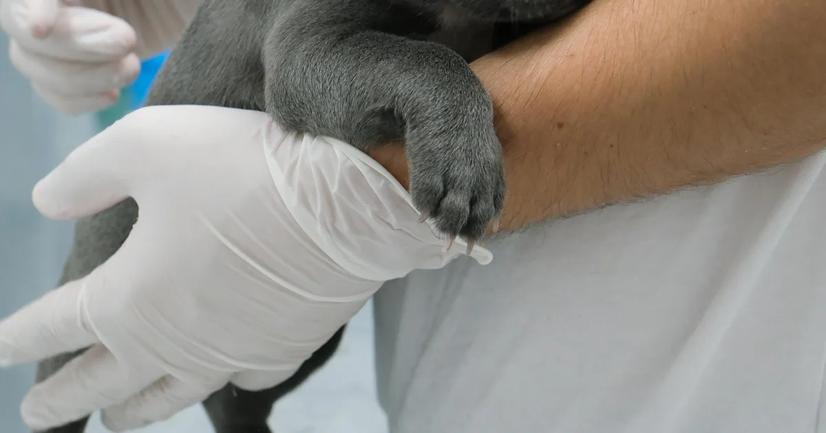 Puppy being examined by veterinarian