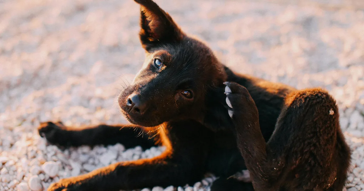 Puppy scratching its ear from fleas