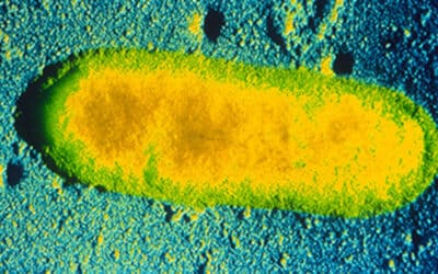 Qué es la Rickettsiosis y cómo se puede prevenir