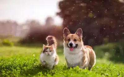 Cirugía veterinaria: elegir al cirujano ideal para tu mascota