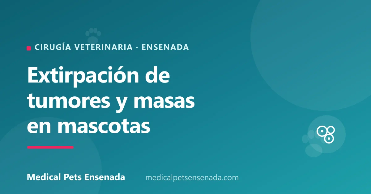 Extirpación de tumores y masas en mascotas: cuándo y por qué