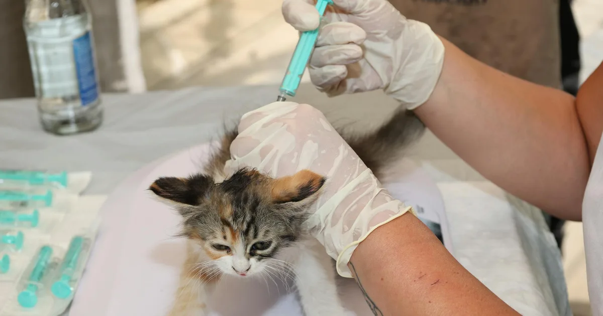 Mandatory Cat Vaccines in Mexico: Complete Guide