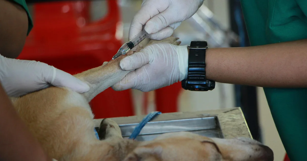 Rabies Vaccine for Dogs and Cats: When and Why It Is Mandatory