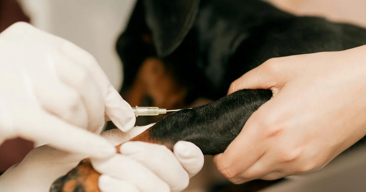 Puppy Vaccination Schedule in Ensenada, Baja California