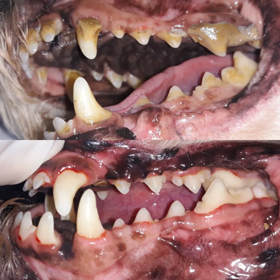 Limpieza dental veterinaria