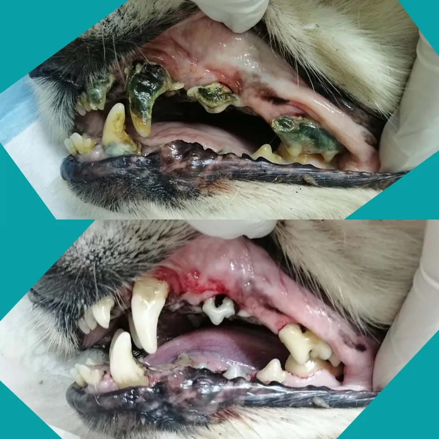 Limpieza dental veterinaria