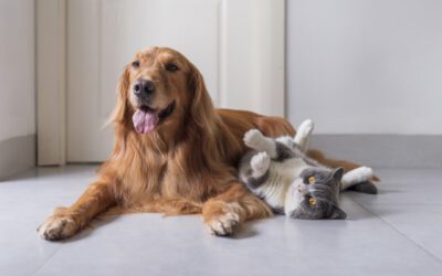 Bienestar de los animales domésticos como el gato y el perro