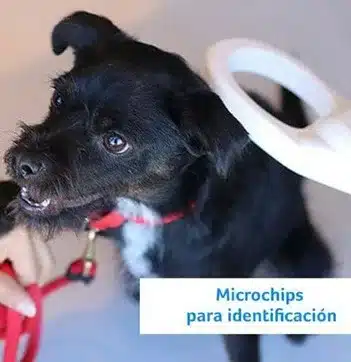 microchip de identificación animal